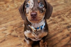 Мраморная такса