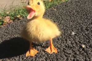 Маленькая уточка