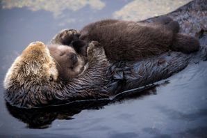 Детеныш выдры