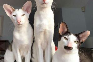 Кот грузин порода