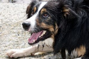 Бордер колли триколор