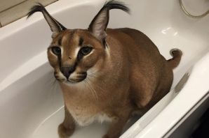 Кот в ванной