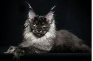 Злой мейн кун