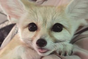 Разновидности лис