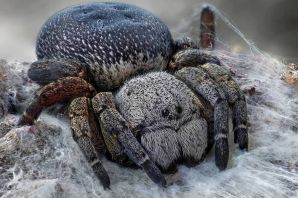 Пауки тайланда