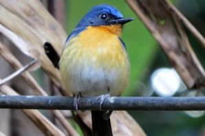 Птицы тайланда