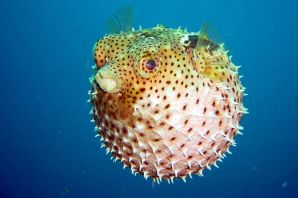 Иглобрюхие рыбы