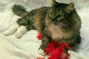 Мейн кун метис