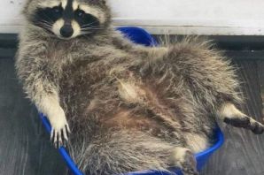 Японский енот