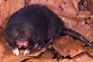 Маленький крот