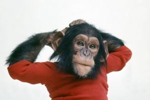 Обезьяна в одежде