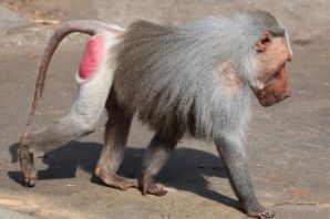 Павиан гамадрил