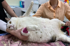 Самый толстый кот