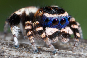 Паук скакунчик