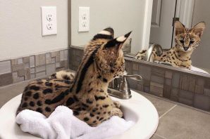 Собака гуччи