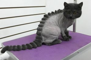 Стрижка котов