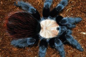 Древесный паук