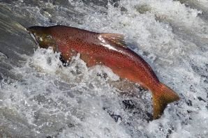 Лососевые рыбы