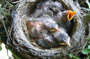 Гнездо скворца