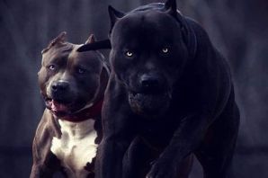 Накаченная собака