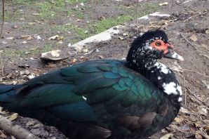 Индоутки породы