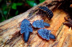 Необычные жуки