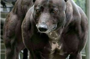 Квазимодо собака