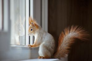 Смешная белка