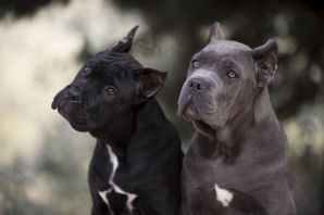 Питбуль голубого окраса