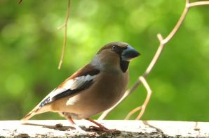 Дубонос птица