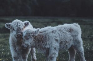 Кудрявая корова