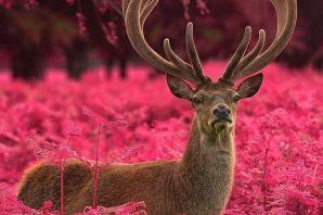 Животные с рогами