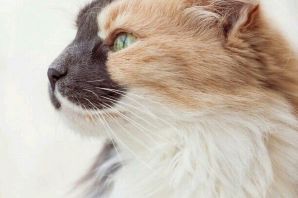 Расцветки котов