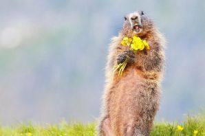 Бобер смешной