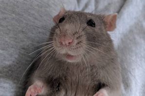 Бункерная крыса