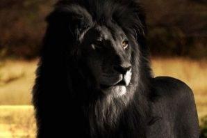 Капский лев