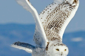 Птицы тундры