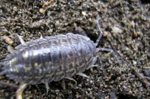 Мокрица насекомое