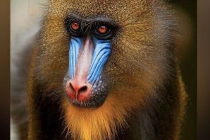 Породы обезьян