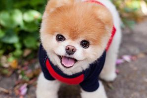 Карликовый шпиц