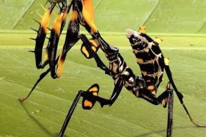 Телефон насекомое