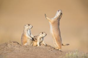 Полевая собачка