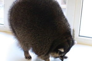 Жирный енот