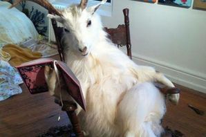 Коза в тазике