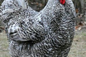 Джерси куры