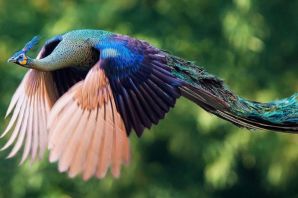 Вольная птица