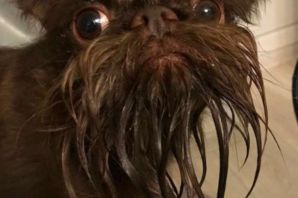 Бородатая собака