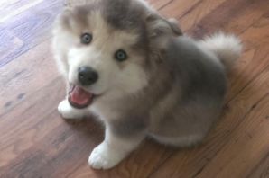 Смесь корги и хаски