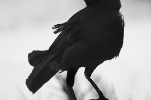 Галка и ворона