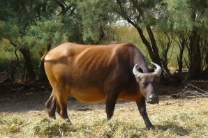 Карликовый буйвол